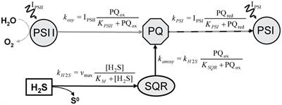 Cyanobacteria in Sulfidic Spring Microbial Mats Can Perform Oxygenic and Anoxygenic Photosynthesis Simultaneously during an Entire Diurnal Period